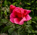 Beautiful scented rose named Elbflorenz  with water drops. Botanical Garden, KIT Karlsruhe, Germany, Europe Royalty Free Stock Photo
