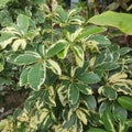 Beautiful Schefflera actinophylla Walisongo Leaf Plant Royalty Free Stock Photo