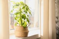 Beautiful Schefflera plant on windowsill Royalty Free Stock Photo