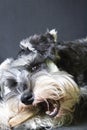 Beautiful Schnauzer Baby with double teeth