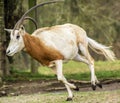 Beautiful Scimitar-horned oryx antelope running Royalty Free Stock Photo