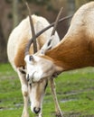 Beautiful Scimitar-horned oryx antelopes Royalty Free Stock Photo