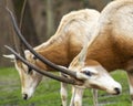 Beautiful Scimitar-horned oryx antelopes Royalty Free Stock Photo