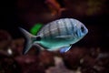 Beautiful Scissortail Sergeant swims in water of aquarium