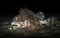 Beautiful scorpion fish caught at night Royalty Free Stock Photo