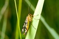 Beautiful Scorpion Fly Panorpa communis on a green leaf. Close-up