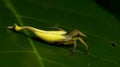 Beautiful Scorpion-tailed Spider on green leaf, Jumping Spider in Thailand Royalty Free Stock Photo