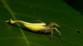 Beautiful Scorpion-tailed Spider on green leaf, Jumping Spider in Thailand Royalty Free Stock Photo