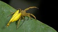 Beautiful Scorpion-tailed Spider on green leaf, Jumping Spider in Thailand Royalty Free Stock Photo