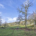 Beautiful Scottish Farmlands in winter with farming fields and trees hedgerows and two small horses under a tree Royalty Free Stock Photo