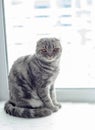 Beautiful Scottish Fold cat looking to the side, lying on the windowsill