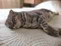 Beautiful Scottish fold cat sleeps sweetly
