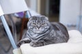 Beautiful Scottish Fold cat squints in the light, sits on a chair