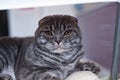 Beautiful Scottish Fold cat squints in the light, sits on a chair