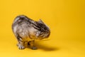 Beautiful Scottish Fold cat standing in a bizarre position. Copy space. Yellow background. Royalty Free Stock Photo