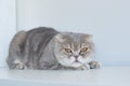 Beautiful scottish fold silver tabby portrait