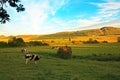 Beautiful Scottish landscape with cows Royalty Free Stock Photo