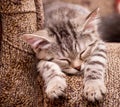 Beautiful Scottish young cat