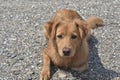 Beautiful scotty puppy laying on a rocky beach