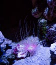 Beautiful sea anemone animal plant shining purple pink light fairytale like aquatic underwater ocean landscape Royalty Free Stock Photo