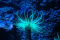 Beautiful sea anemone