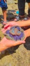 Beautiful sea anemone indonesia anthozoa Royalty Free Stock Photo