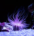 Beautiful sea anemone lighting up in purple blue and pink vibrant colors aquatic underwater ocean animal plant Royalty Free Stock Photo