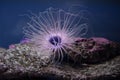 Beautiful sea anemone Royalty Free Stock Photo