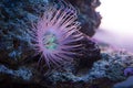 Beautiful sea anemone Royalty Free Stock Photo