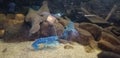 Beautiful sea animals in blue lobster