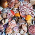 Beautiful sea background with colorful shells of different shape