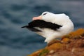 Beautiful sea bird Black-browed albratross. Albatross sitting on the cliff. Albatross with dark blue water in the background. Alba Royalty Free Stock Photo