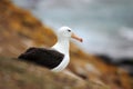 Beautiful sea bird Black-browed albratross. Albatross sitting on the cliff. Albatross with dark blue water in the background. Alba