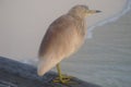 Beautiful sea bird enjoying sunrise on jetty on tropical island Royalty Free Stock Photo