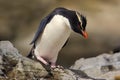 Beautiful sea bird. Rockhopper penguin, Eudyptes chrysocome, in the rock nature habitat. Black and white sea bird, Sea Lion Island Royalty Free Stock Photo