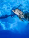 beautiful sea dolphin bottlenose dolphin in blue water