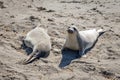 Beautiful sea elephants lying on the beach to warm up in the sun