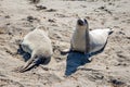 Beautiful sea elephants lying on the beach to warm up in the sun