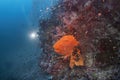 Beautiful sea fan coral reef and many fish photography in deep sea in scuba dive explore travel activity underwater with blue Royalty Free Stock Photo