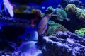 Beautiful sea fishes captured on camera under the water under dark blue natural backdrop of the ocean or aquarium. Royalty Free Stock Photo