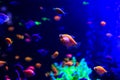 Beautiful sea fishes captured on camera under the water under dark blue natural backdrop of the ocean or aquarium. Royalty Free Stock Photo