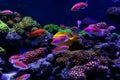 Beautiful sea fishes captured on camera under the water under dark blue natural backdrop of the ocean or aquarium.