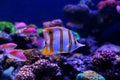 Beautiful sea fishes captured on camera under the water under dark blue natural backdrop of the ocean or aquarium