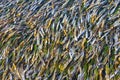 Beautiful sea grass underwater in Caribbean Sea Playa del Carmen