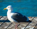 A beautiful sea gull at pier, San Francisco, United Staates. Royalty Free Stock Photo