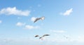 Beautiful sea gulls on a background of blue sky