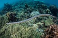 Beautiful Sea Krait and Coral Reef in Banda Sea, Indonesia Royalty Free Stock Photo