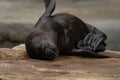 Beautiful sea lion baby sleeping Royalty Free Stock Photo