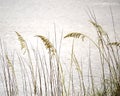 Sea Oats and White Sand Royalty Free Stock Photo