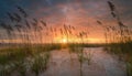 Beautiful sea oats on a Florida beach dune at sunrise Royalty Free Stock Photo